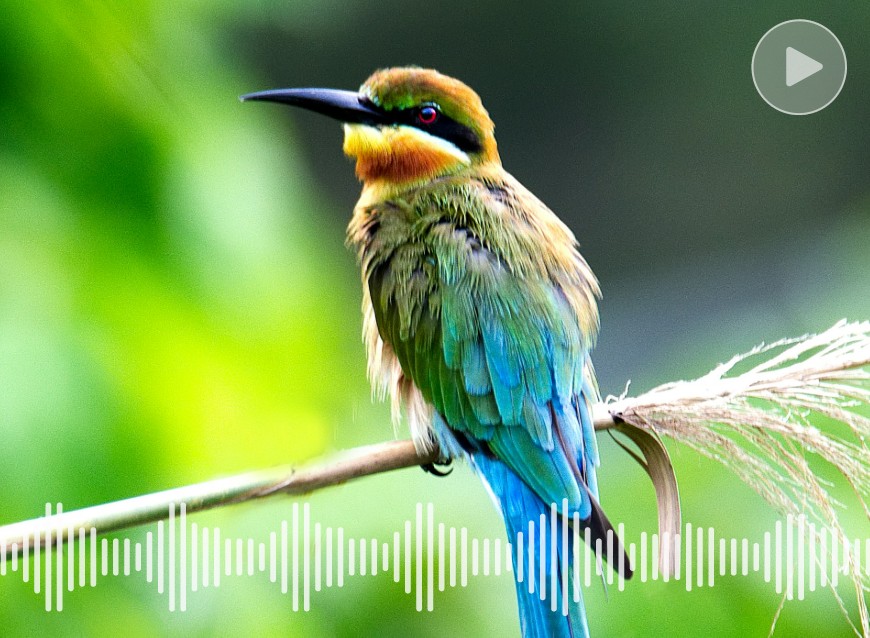 Add a crisp bird call to a picture of a small yellow and blue bird standing on a reed