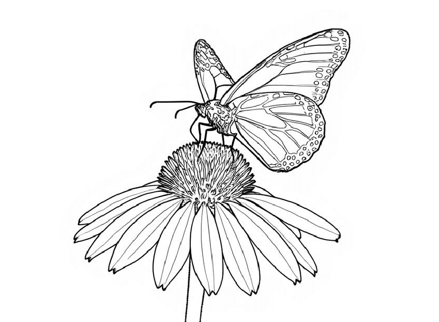 An image of a insect coloring page
