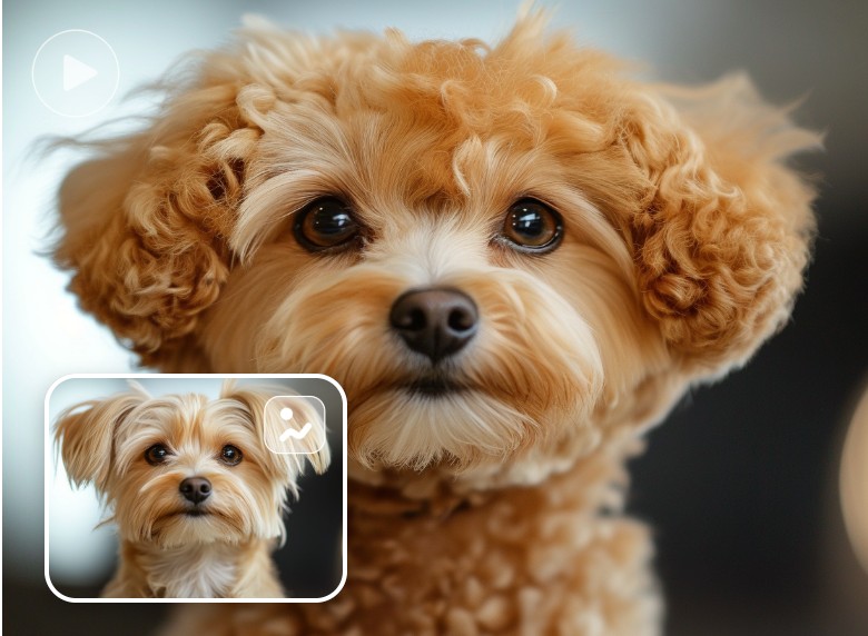 Clipfly AI curly hair effect for animal