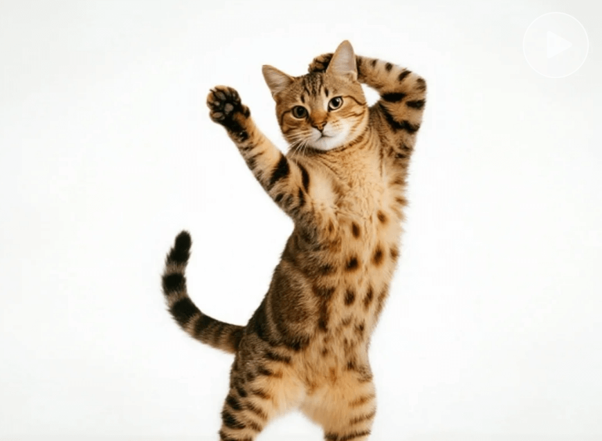 Animals dancing in style