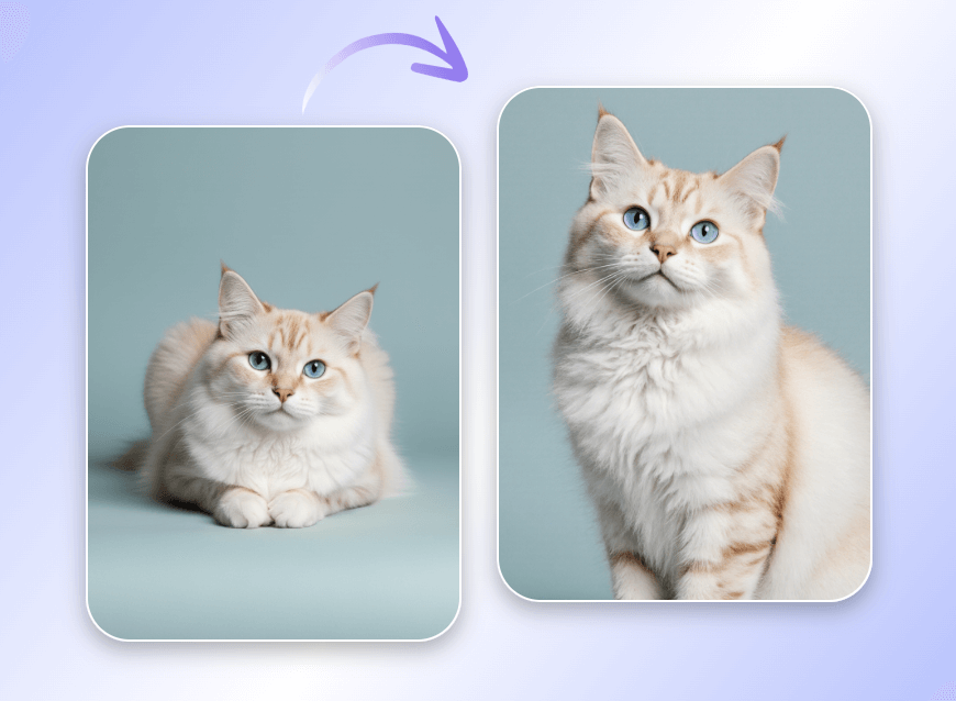 Change pose for the white cat