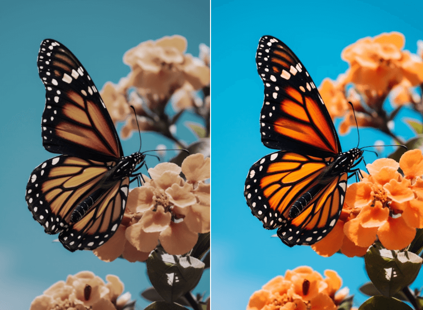 Corrigir a cor da imagem de uma borboleta