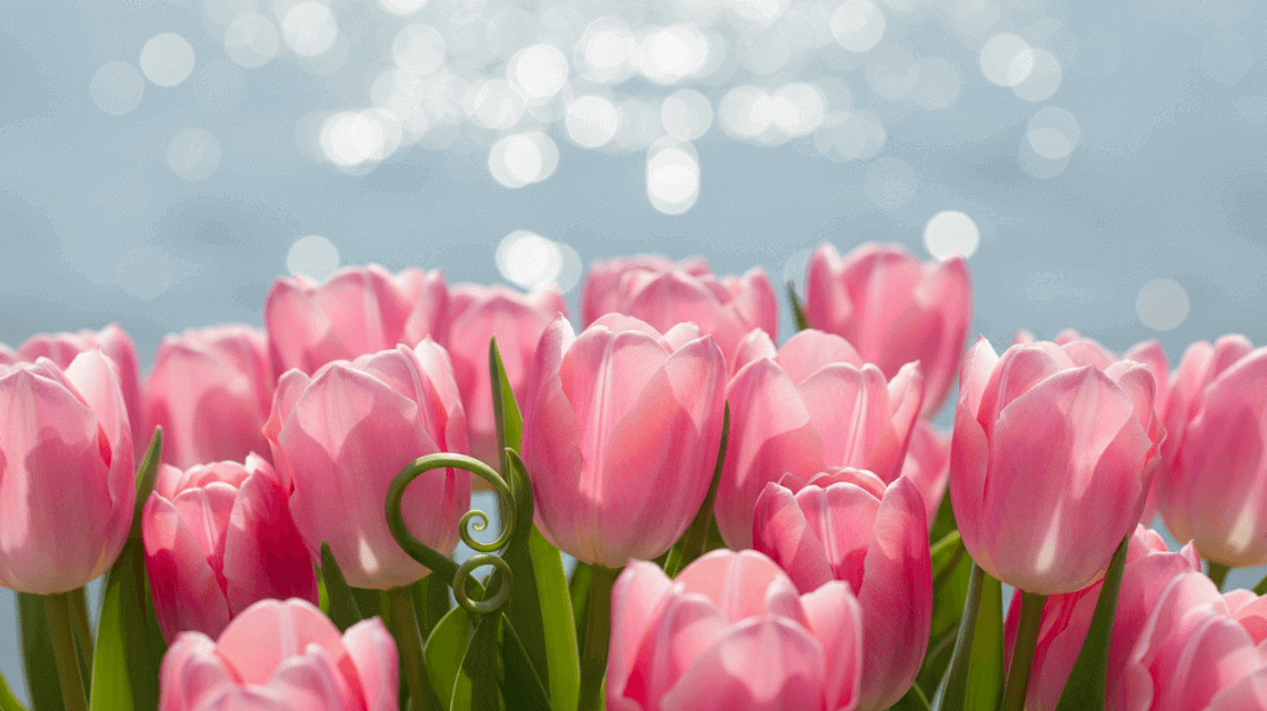 Tulips wallpaper generated by clipfly ai wallpaper generator