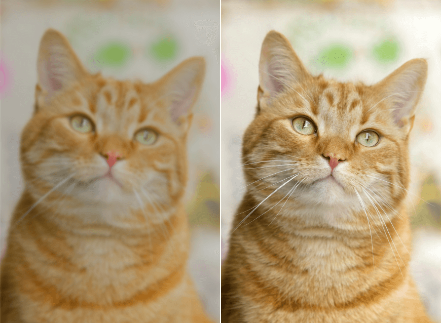 Melhorar a imagem de um gato