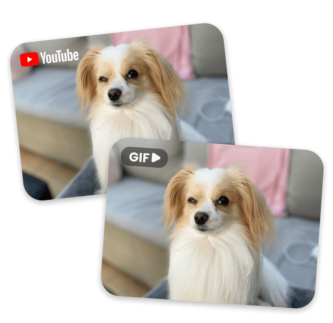 Transform a youtube dog videos format to GIF