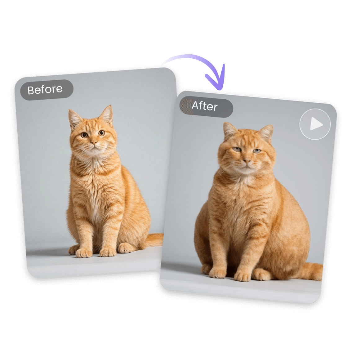 Apply the ai body inflation effect to a cutr orange cat