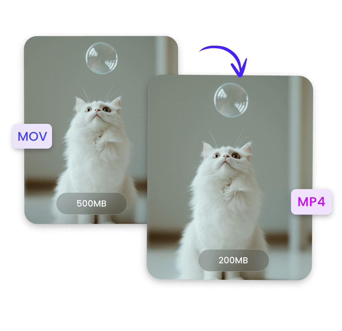Convert a mov video of a white cat to mp4 format