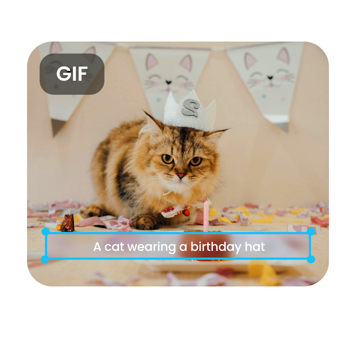 Generate a funny birthday video for a cat and convert it to gif