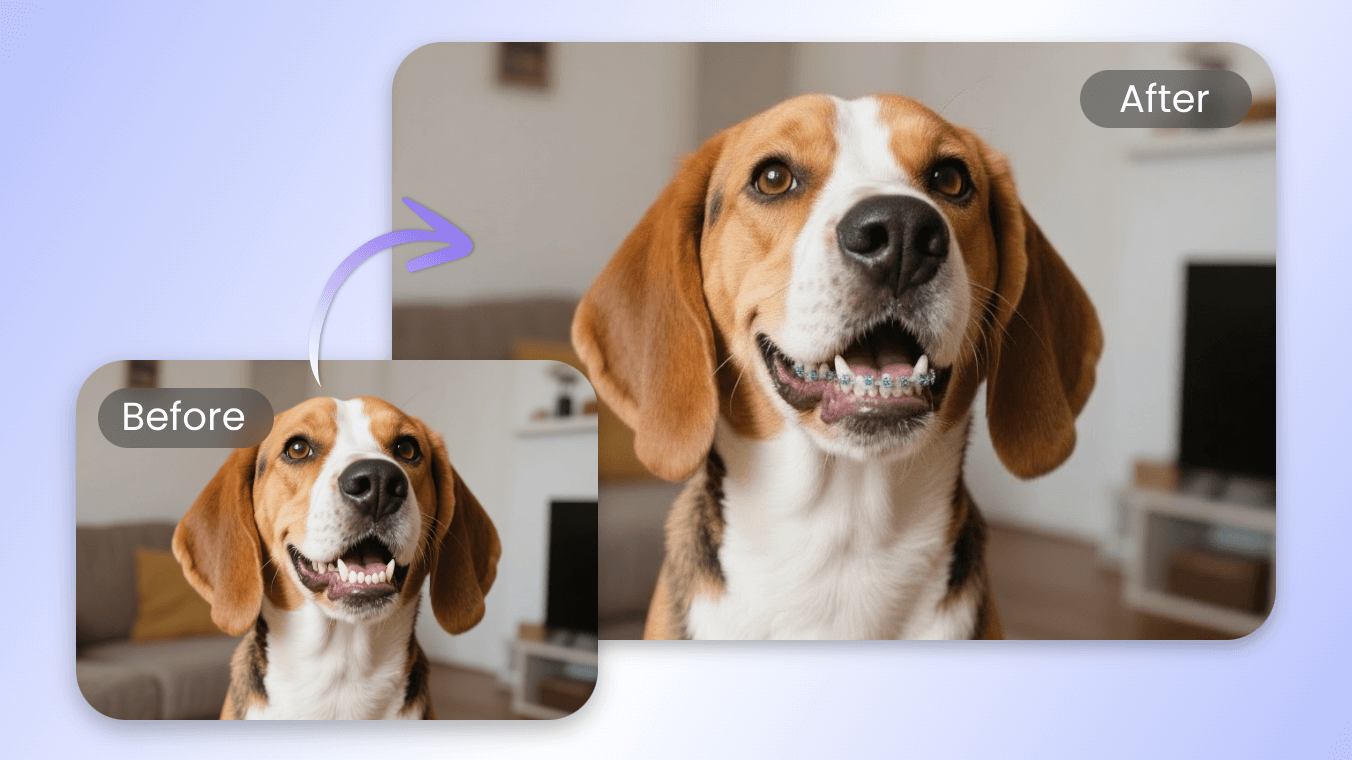 Make memes of pets with braces