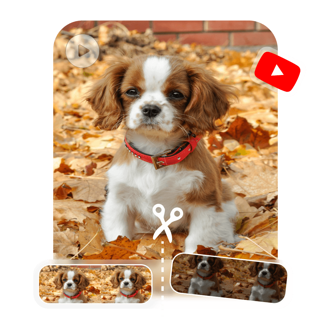 Split and cut a youtube video of a dog for the best video part