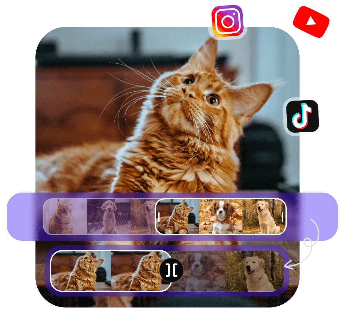 Trim a video of an orange cat and share it on social media