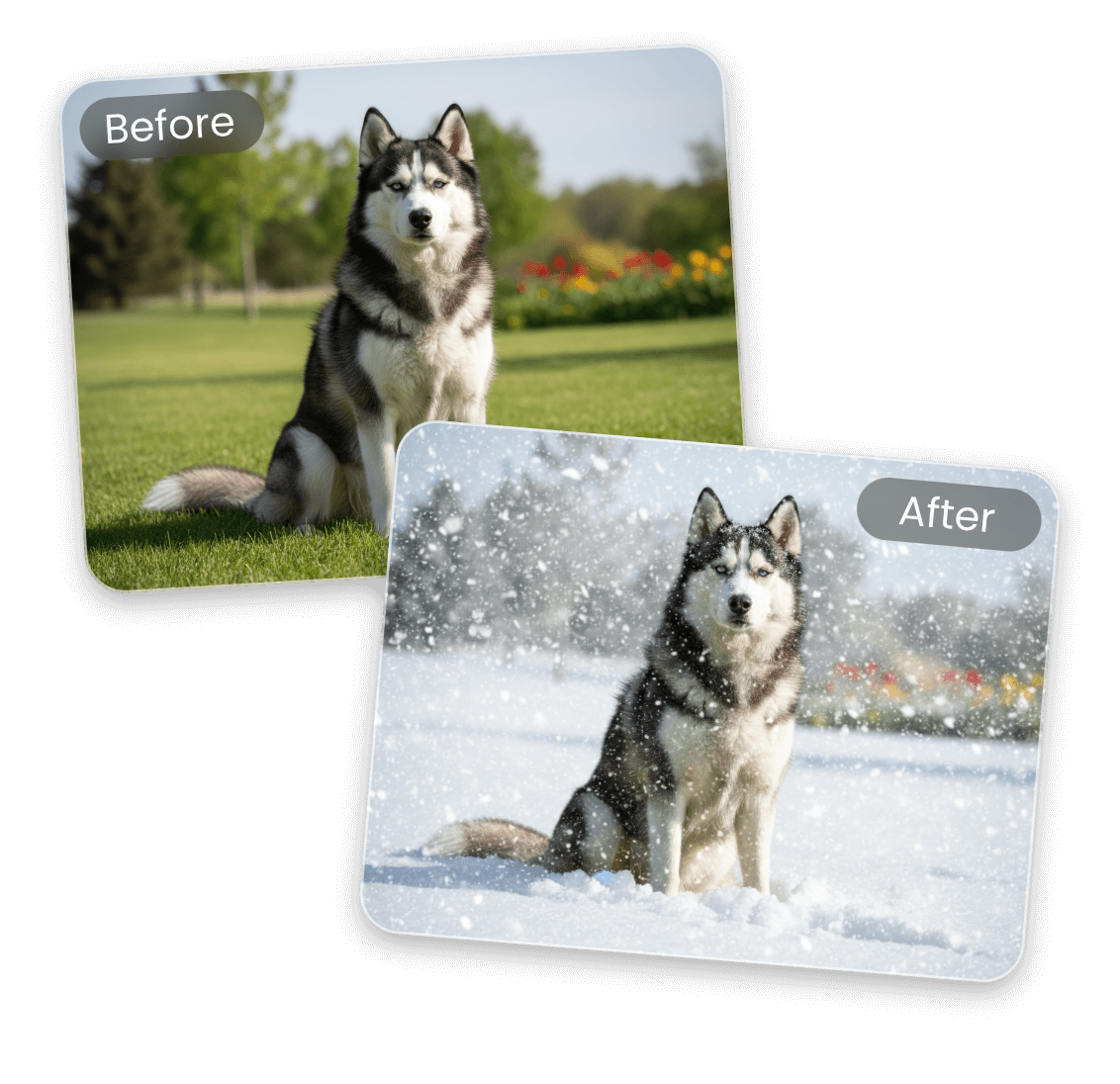 ハスキー犬の写真を冬ビジュアルに変換