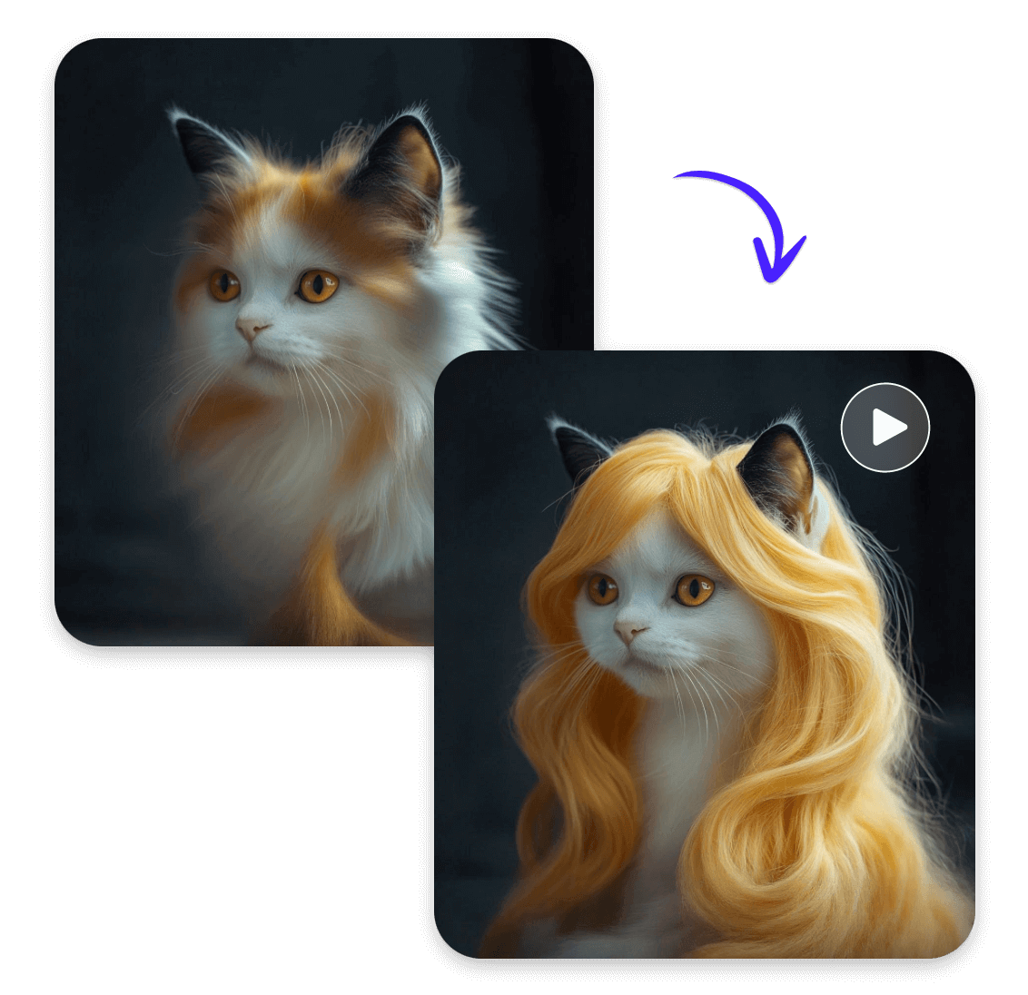 Use a photo of a cat to generate a video of different fur style changes for the cat