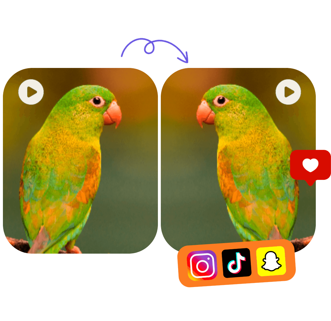 Using clipfly to flip a video of two parrots and share it on social media